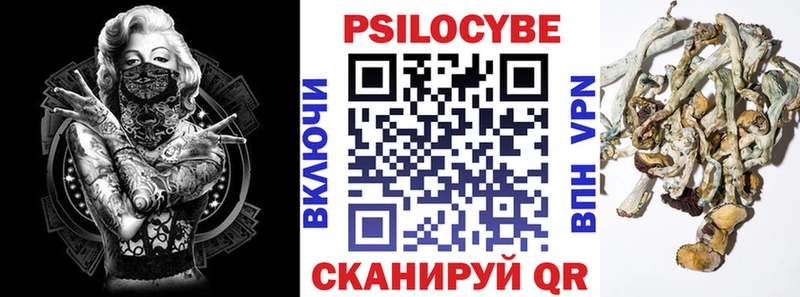 как найти закладки  Каргополь  Псилоцибиновые грибы Cubensis 